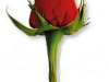 rosa.png