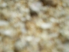 IMGP2163.jpg